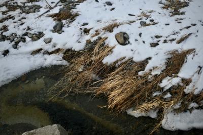 photograph “I.2024” par David Farreny — www.farreny.net — Andorre, Andorra, Canillo, hiver, winter, rivière, river, Valira, Valira d'Orient, eau, water, neige, snow, herbes, grasses, couchées, lying, cailloux, stones, rayon, soleil, ray, sun, nature