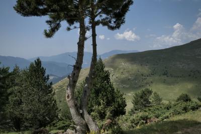 photograph “VII.2021” par David Farreny — www.farreny.net — Espagne, Spain, España, Catalogne, Cataluña, Catalunya, Cerdagne, Cerdaña, Cerdanya, Cadi-Moixeró, Castellar de n'Hug, Pyrénées, Pyrenees, montagnes, mountains, nature, paysage, landscape, arbres, trees, pin, pine, sapins, nuages, clouds, herbe, grass, carte postale, postcard
