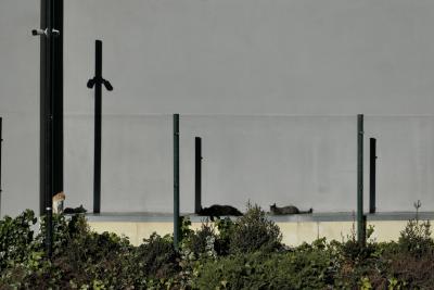photograph “I.2023 — Three poles” par David Farreny — www.farreny.net — Andorre, Andorra, Andorre-la-Vieille, Andorra la Vella, mur, wall, bâtiment, immeuble, building, gris, grey, gray, haie, hedge, rebord, sill, shelf, ledge, béton, concrete, poteaux, posts, poles, métal, metal, animals, animaux, chats, cats, ombres, shadows, caméras, cameras, vidéo, video, surveillance