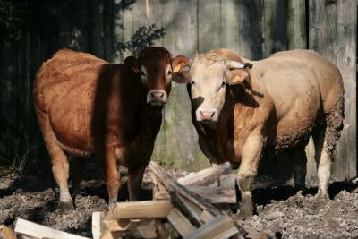 photograph “III.2011” par David Farreny — www.farreny.net — France, vaches, cows, bois, wood, planches, boards, mur, wall, animal, bétail, cattle, bûches, logs, boue, mud, branches, couple, pair, Occitanie, Aveyron, Rouergue, Cadours