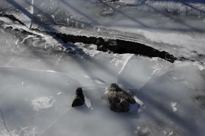 photograph “I.2023” par David Farreny — www.farreny.net — Andorre, Andorra, Canillo, rivière, river, Valira, Valira d'Orient, eau, water, glace, ice, froid, cold, hiver, winter, rochers, rocks, trou, hole, nature, ombres, shadows, fissures, cracks