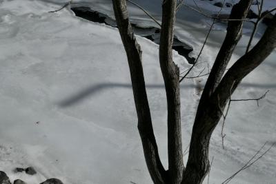 photograph “II.2023” par David Farreny — www.farreny.net — Andorre, Andorra, Canillo, hiver, winter, rivière, river, Valira d'Orient, glace, ice, eau, water, trou, hole, arbre, tree, tronc, trunk, branches, poteau, post, pole, ombre, shadow, lampadaire, lamp, froid, cold, rochers, rocks