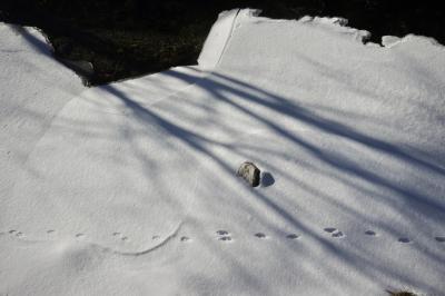 photograph “I.2024 — Absent cat” par David Farreny — www.farreny.net — Andorre, Andorra, Canillo, hiver, winter, rivière, river, Valira, Valira d'Orient, glace, ice, neige, snow, eau, water, rocher, rock, pierre, stone, ombre, shadow, arbres, trees, branches, branchages, traces, tracks, cat, chat, pattes, paws, coussinets, pads