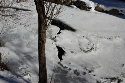photograph “I.2023 — America on ice” par David Farreny — www.farreny.net — Andorre, Andorra, Canillo, rivière, river, Valira d'Orient, Valira, glace, ice, eau, water, rive, shore, rochers, rocks, arbre, tree, tronc, trunk, hiver, winter, froid, cold, branches, trous, holes, formes, shapes, continent, Amérique, Amériques, America, Americas, carte, map