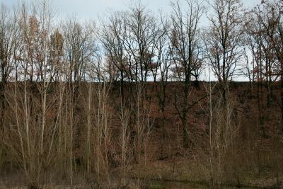 photograph “II.2010 — The distant” par David Farreny — www.farreny.net — France, Occitanie, Tarn, Blaye-les-Mines, arbres, trees, bois, wood, butte, mound, horizon, hiver, winter, profusion
