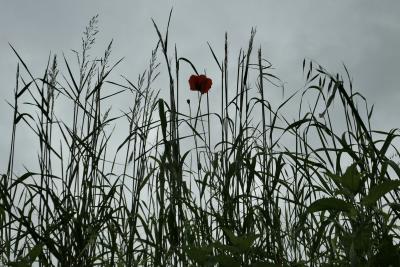 photograph “V.2025” par David Farreny — www.farreny.net — France, Occitanie, Gascogne, Gascony, Lomagne, Gers, printemps, spring, springtime, campagne, countryside, fleur, flower, coquelicot, poppy, herbes, grass, wild grass, nature, nuages, clouds