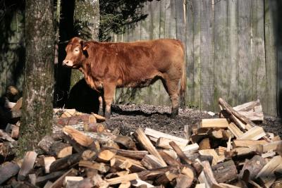 photograph “III.2011” par David Farreny — www.farreny.net — France, vache, cow, arbres, trees, bois, wood, troncs, trunks, planches, boards, mur, wall, animal, bétail, cattle, bûches, logs, boue, mud, Occitanie, Aveyron, Rouergue, Cadours