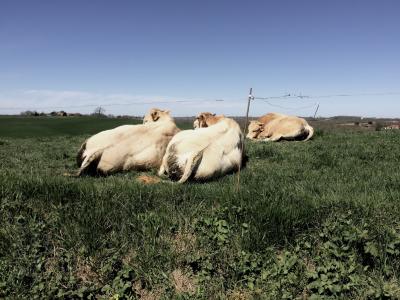 photograph “III.2017” par David Farreny — www.farreny.net — France, Occitanie, Gascogne, Gascony, Lupiac, pré, meadow, vaches, cows, blanches, white, couchées, lying down, sommeil, sleep, repos, rest, animaux, animals, bétail, cattle, herbe, grass, clôture, fence, fil, wire, câble, cable, métal, metal, paysage, landscape, ciel, sky