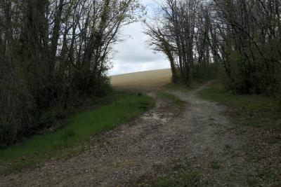 photograph “IV.2019” par David Farreny — www.farreny.net — France, sentier, path, chemin, nature, campagne, countryside, bois, wood, arbres, trees, champ, field, horizon, herbe, grass, terre, earth, sol, soil, côte, hill, hillside, colline, Occitanie, Gascogne, Gers, Antras, Jegun