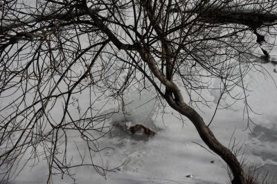 photograph “I.2023” par David Farreny — www.farreny.net — Andorre, Andorra, Canillo, rivière, river, Valira, Valira d'Orient, hiver, winter, glace, ice, eau, water, arbre, tree, tronc, trunk, branches, rocher, rock, profusion