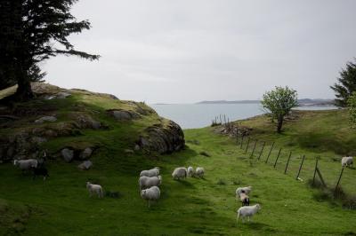 photograph “VI.2019 — Run away to the North, 144. Drøno, Drøna, Drøni” par David Farreny — www.farreny.net — Norvège, Norway, Norge, Hordaland, Austevoll, archipel, archipelago, Drøno, Drøna, Drøni, île, island, moutons, sheep, herbe, grass, rochers, rocks, arbres, trees, clôture, fence, mer, sea, paysage, landscape, paix, peace