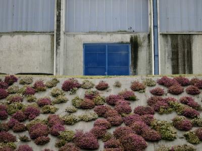 photograph “I.2012 — Flowers for É.” par David Farreny — www.farreny.net — France, béton, concrete, fleurs, flowers, massif, clump, bank, porte, door, portail, gate, mur, wall, verre, glass, ville, city, Occitanie, Aveyron, Rouergue, Rodez, laideur, ugliness, laid, ugly