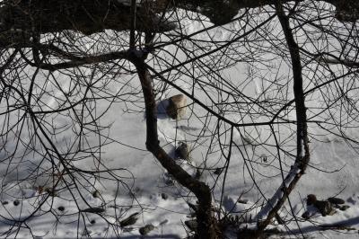 photograph “I.2024” par David Farreny — www.farreny.net — Andorre, Andorra, Canillo, hiver, winter, Valira, Valira d'Orient, rivière, river, glace, ice, froid, cold, rochers, rocks, arbre, tree, branches, branchages, neige, snow, nature, profusion