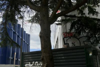 photograph “VII.2024 — Whatever” par David Farreny — www.farreny.net — France, Occitanie, Haute-Garonne, Toulouse, Bonnefoy, Matabiau, bâtiment, immeuble, building, béton, concrete, mur, paroi, wall, métal, metal, palissade, arbre, tronc, trunk, tree, branches, tags, graffitis, silos, lampadaire, lamp