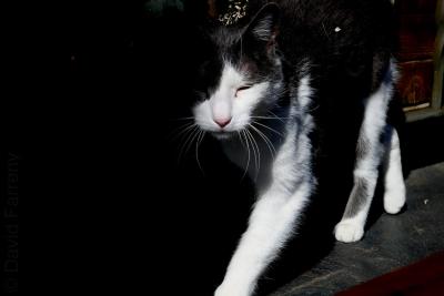 photograph “III.2023 — Visit” par David Farreny — www.farreny.net — Andorre, Andorra, Canillo, chat, cat, chatte, female, animal, marchant, walking, noir, black, blanc, white, moustaches, whiskers, vibrisses, nature, visit, visite, visiteuse, visitor, pattes, paws