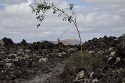 photograph “V.2016 — Lancerotte, 75” par David Farreny — www.farreny.net — Espagne, Spain, España, Canaries, Canary, Canarias, Lanzarote, Lancerotte, Tinajo, lave, lava, rochers, rocks, arbre, tree, arbuste, shrub, feuilles, leaves, feuillage, foliage, volcan, volcano, nuages, clouds, ciel, sky, nature, montagne, mountain