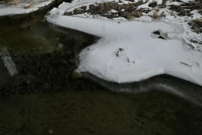 photograph “II.2023 — Ice bird” par David Farreny — www.farreny.net — Andorre, Andorra, Canillo, rivière, river, Valira d'Orient, Valira, eau, water, glace, ice, hiver, winter, rocher, rock, herbe, grass, forme, shape, oiseau, bird, froid, cold