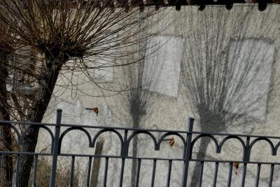 photograph “I.2023” par David Farreny — www.farreny.net — Andorre, Andorra, Canillo, mur, wall, rambarde, guardrail, métal, metal, béton, concrete, arbres, trees, ombres, shadows, branches, toit, roof, fenêtres, windows, comblées, filled, bâtiment, building, carrés, squares, rectangles, gris, grey, gray