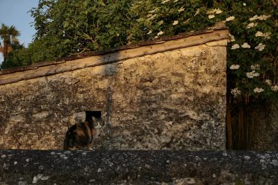 photograph “V.2020” par David Farreny — www.farreny.net — France, soir, evening, printemps, spring, springtime, village, pierre, stone, maison, house, mur, wall, muret, low wall, chat, cat, animal, toit, roof, tuiles, tiles, arbres, trees, palmier, palm tree, carte postale, postcard, Occitanie, Gascogne, Gers, Jegun, fleurs, flowers