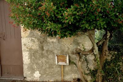 photograph “XI.2024 — Whatever” par David Farreny — www.farreny.net — France, Occitanie, Gascogne, Gascony, Saint-Clar, village, mur, wall, pierre, stone, ciment, cement, beige, gris, gray, grey, arbre, tree, feuillage, foliage, feuilles, leaves, fruits, baies, berries, rouge, red, tronc, trunk, porte, door, bois, wood, panneau, sign, Défense d'uriner, No urinating, interdiction, prohibition, vieux, old, angle, coin, corner