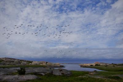 photograph “VIII.2019 — Run away to the North, 159. Grand paysage suédois” par David Farreny — www.farreny.net — Suède, Sverige, Sweden, Bohuslän, Västra Götaland, Sotenäs, Hunnebostrand, Ramsvik, île, island, archipel, achipelago, paysage, carte postale, postcard, nature, mer, sea, eau, water, rochers, rocks, oiseaux, birds, mouettes, seagulls, gulls, maison, house, toit, roof, herbe, grass, ciel, sky, nuages, clouds