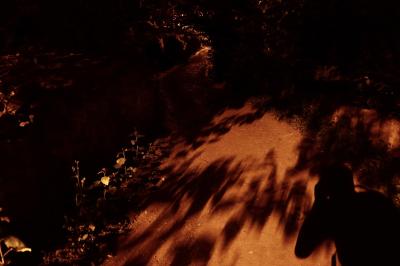photograph “VII.2023 — Towards the night” par David Farreny — www.farreny.net — Andorre, Andorra, Canillo, nuit, night, chemin, path, plantes, plants, arbres, trees, feuilles, leaves, sol, soil, earth, terre, ombres, shadows, autoportrait, selfportrait, lumière, light, murets, low walls