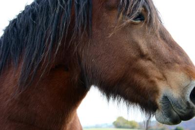 photograph “XI.2004” par David Farreny — www.farreny.net — France, Occitanie, Rouergue, Aveyron, Balsac, cheval, horse, brun, brown, crinière, mane, noire, black, œil, eye, bouche, mouth, naseau, nose, nostril, campagne, countryside, profil, profile