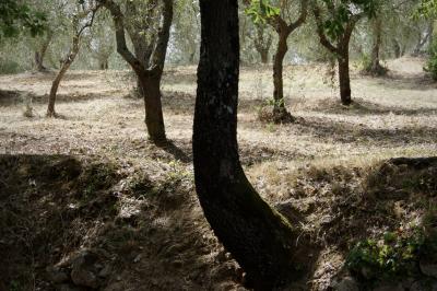 photograph “VIII.2022” par David Farreny — www.farreny.net — Italie, Italia, Italy, Toscane, Toscana, Tuscany, Sienne, Siena, Pienza, champ, field, arbres, trees, troncs, trunks, été, summer