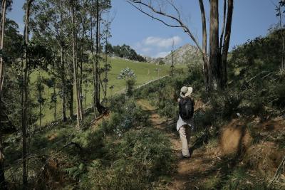 photograph “VII.2020 — Through eucalyptus forests” par David Farreny — www.farreny.net — Espagne, Spain, España, Asturies, Asturias, Llanes, Vibaño, El Allende, Los Carriles, montagne, mountain, forêt, forest, bois, wood, eucalyptus, arbres, trees, chemin, path, trail, randonnée, hike, hiking, femme, woman, randonneuse, hiker, chapeau, hat, paille, straw, sac à dos, backpack, sommet, pic, peak, top, fougères, ferns, É*