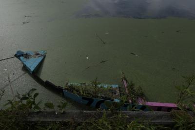 photograph “VI.2018” par David Farreny — www.farreny.net — Pays-Bas, Netherlands, Nederland, Hollande, Holland, Hollande-Septentrionale, Hollande du Nord, North Holland, Noord-Holland, Aalsmeer, barque, small boat, bateau, boat, coulé, drowned, bois, wood, bleu, blue, rose, pink, étang, pond, eau, water, soir, evening, plantes, plants, rive, bank, shore, chaîne, chain, métal, metal, canal