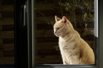 photograph “XI.2018” par David Farreny — www.farreny.net — France, Occitanie, Gascogne, Gascony, Gers, Jegun, fenêtre, window, verre, vitre, glass, métal, metal, poignée, handle, chat, cat, blonde, attente, wait, animal, Paupiette, haie, hedge, traces, marks, carte postale, postcard