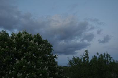 photograph “IV.2025” par David Farreny — www.farreny.net — France, Occitanie, Gascogne, Gascony, Lomagne, Gers, soir, evening, arbres, trees, marronnier, frêne, chestnut, ash, fleurs, flowers, printemps, spring, springtime, nuage, cloud, ciel, sky, nature