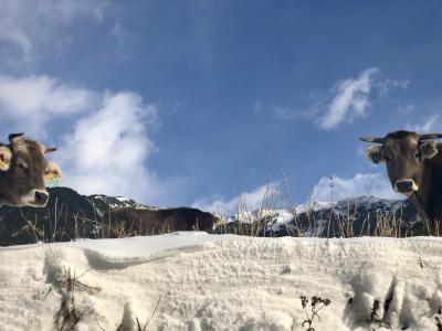 photograph “XI.2021 — Accepted parasites” par David Farreny — www.farreny.net — Andorre, Andorra, Canillo, Pyrénées, Pyrenees, montagne, mountain, automne, autumn, fall, neige, snow, ciel, sky, nuages, clouds, vaches, cows, bétail, cattle, cornes, horns, 35, animaux, animals