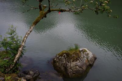 photograph “VI.2019 — Run away to the North, 175” par David Farreny — www.farreny.net — Norvège, Norway, Norge, Sogn og Fjordane, Sogndal, Fjærland, Mundal, fjord, eau, water, rivage, shore, arbre, tree, rocher, rock, bouée, buoy, fruit, branches, rouge, red, fleurs, flowers