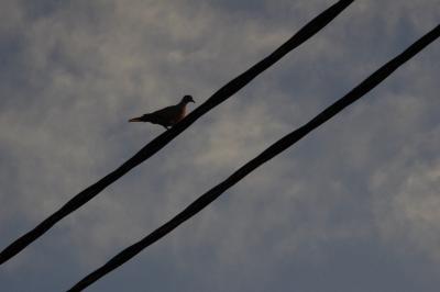 photograph “IX.2018 — Dusk” par David Farreny — www.farreny.net — France, câbles, cables, fils, wires, électriques, electricity, power, ciel, sky, soir, evening, oiseau, bird, animal, tourterelle, colombe, dove, Occitanie, Gascogne, Gers, Jegun