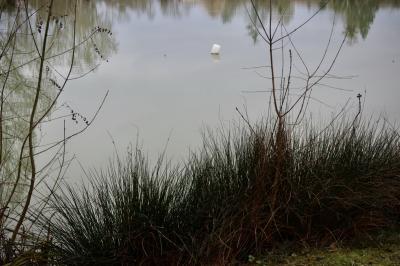 photograph “I.2025” par David Farreny — www.farreny.net — France, Occitanie, Gascogne, Gascony, Gers, Mauvezin, étang, pond, eau, water, bidon, can, plastique, plastic, flottant, floating, arbres, trees, branches, branchages, herbe, grass, reflets, reflections, rive, shore, dépression, depression