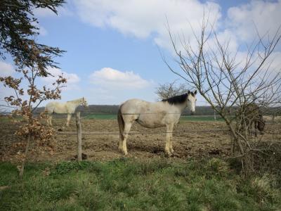 photograph “III.2016” par David Farreny — www.farreny.net — France, Occitanie, Gascogne, Gascony, Gers, Castéra-Verduzan, Vieux-Castéra, Castéra, champ, field, printemps, spring, springtime, chevaux, horses, animaux, animals, pré, meadow, herbe, grass, clôture, fence, bandes, strips, arbuste, shrub, branches, branchages, ciel, sky, nuages, clouds, nature, paysage, landscape