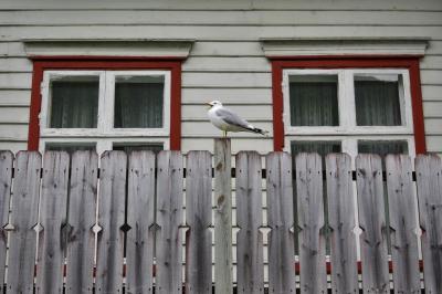 photograph “VI.2019 — Run away to the North, 218” par David Farreny — www.farreny.net — Norvège, Norway, Norge, Sogn og Fjordane, Sogndal, Fjærland, Mundal, maison, house, bois, wood, fenêtres, windows, clôture, fence, verre, vitre, glass, mouette, gull, seagull, oiseau, bird, animal, rideaux, curtains