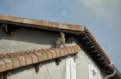photograph “III.2025 — Boredom of postcards” par David Farreny — www.farreny.net — France, Occitanie, Gascogne, Gascony, Lomagne, Gers, Monfort, village, maison, house, toit, roof, tuiles, tiles, chat, cat, animal, bâillement, yawn, ennui, boredom, ennuyé, bored, fenêtres, windows, volets, shutters, bois, wood, câble, cable, fil, wire, gouttière, gutter, métal, metal, ciel, sky, carte postale, postcard