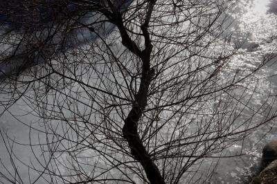 photograph “I.2023 — Crises” par David Farreny — www.farreny.net — Andorre, Andorra, Canillo, rivière, river, Valira, Valira d'Orient, glace, ice, hiver, winter, eau, water, arbre, tree, branches, tronc, trunk, lumière, light, rive, shore, rochers, rocks, froid, cold