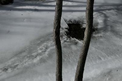 photograph “II.2023” par David Farreny — www.farreny.net — Andorre, Andorra, Canillo, rivière, river, Valira, Valira d'Orient, hiver, winter, glace, ice, eau, water, trou, hole, arbres, trees, troncs, trunks, parallèles, parallels, nature, froid, cold