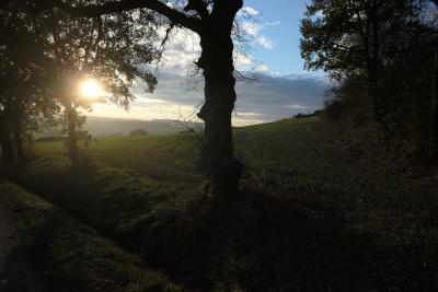 photograph “XI.2018 — Working hours” par David Farreny — www.farreny.net — France, campagne, countryside, champ, field, paysage, landscape, automne, autumn, fall, soleil, sun, herbe, grass, arbres, trees, nature, nuages, clouds, semi-liberté, temporary release, Occitanie, Gascogne, Gers, Jegun