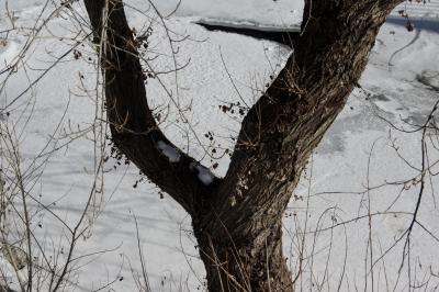 photograph “I.2023” par David Farreny — www.farreny.net — Andorre, Andorra, Canillo, rivière, river, Valira, Valira d'Orient, glace, ice, eau, water, arbre, tree, tronc, trunk, fourche, fork, branches, nature, neige, snow, trous, holes