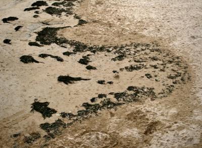 photograph “VII.2008” par David Farreny — www.farreny.net — France, Normandie, Normandy, Calvados, Arromanches-les-Bains, Arromanches, plage, beach, sable, sand, algues, algae, forme, shape