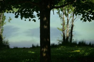 photograph “V.2024” par David Farreny — www.farreny.net — France, Occitanie, Tarn-et-Garonne, Monteils, parc de la Lère, lac, lake, eau, water, printemps, spring, springtime, arbres, trees, troncs, trunks, nature, herbes, grasses, feuilles, leaves, feuillage, foliage, rive, shore, ombre, shadow