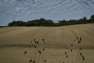 photograph “XI.2020 — Faces of home, 110” par David Farreny — www.farreny.net — France, champ, field, colline, hill, terre, earth, sol, soil, maison, house, bois, wood, arbres, trees, nuages, clouds, chardons, thistles, plantes, plants, campagne, countryside, pente, slope, vide, empty, emptiness, paysage, landscape, domicile, home, Occitanie, Gascogne, Gers, Larroque-Saint-Sernin