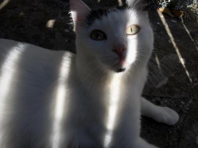 photograph “X.2017 — Memory” par David Farreny — www.farreny.net — France, Occitanie, Gascogne, Gascony, Gers, Jegun, chat, cat, chatte, she-cat, Holstein, blanche, white, animal, regard, look, œil, eye, lumière, light, bandes, bandeaux, strips, souvenir, memory, temps révolu, bygone days, carte postale, postcard