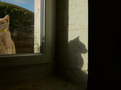 photograph “XII.2015” par David Farreny — www.farreny.net — France, chat, cat, fenêtre, window, haie, hedge, jardin, garden, palissade, boarding, animal, collier, collar, pierre, stone, ombre, shadow, profil, profile, verre, vitre, glass, œil, eye, feuillage, foliage, appui, ledge, Occitanie, Gascogne, Gers, Jegun, Paupiette