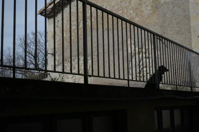 photograph “IV.2018” par David Farreny — www.farreny.net — France, terrasse, terrace, barrière, guardrail, rambarde, métal, metal, mur, wall, pierre, stone, maison, house, chien, dog, attente, wait, arbres, trees, animal, Occitanie, Gascogne, Gascony, Gers, Lectoure