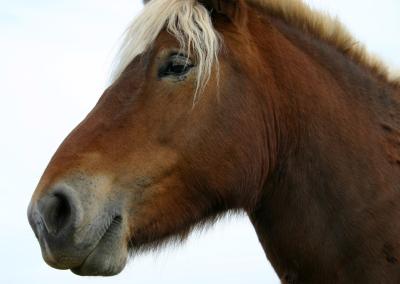 photograph “XI.2004 — Eaten” par David Farreny — www.farreny.net — France, Occitanie, Aveyron, Rouergue, Balsac, animal, cheval, horse, brun, brown, roux, reddish, blond, blonde, tête, head, œil, eye, nez, nose, bouche, mouth, crinière, mane